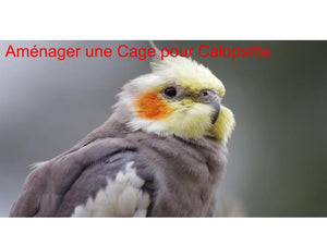 Comment Aménager une Cage pour Calopsitte