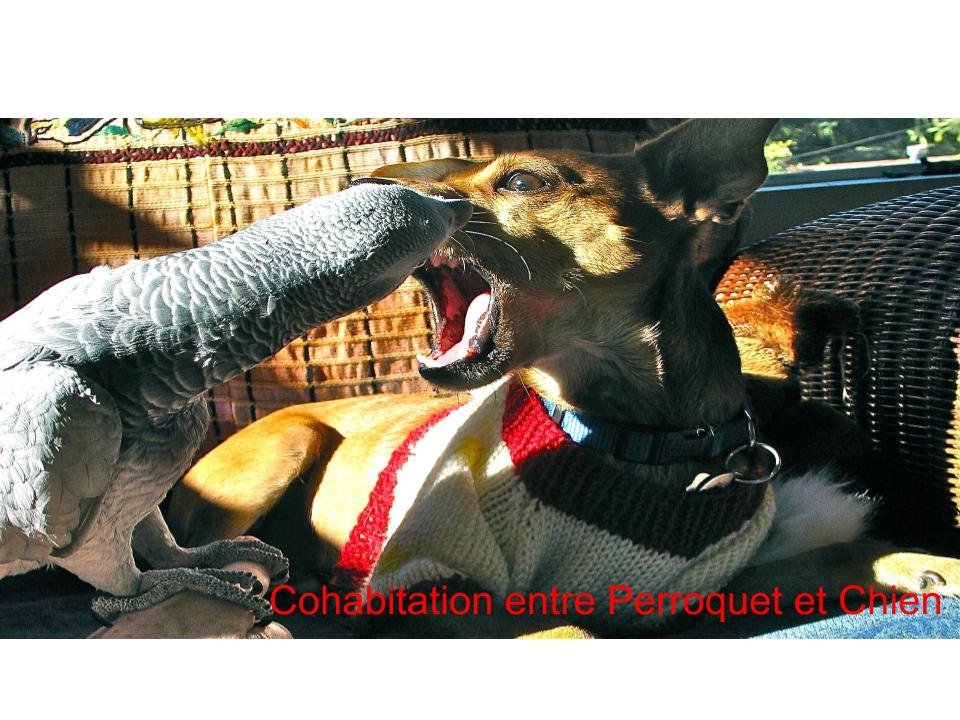 Cohabitation entre Perroquet et Chien