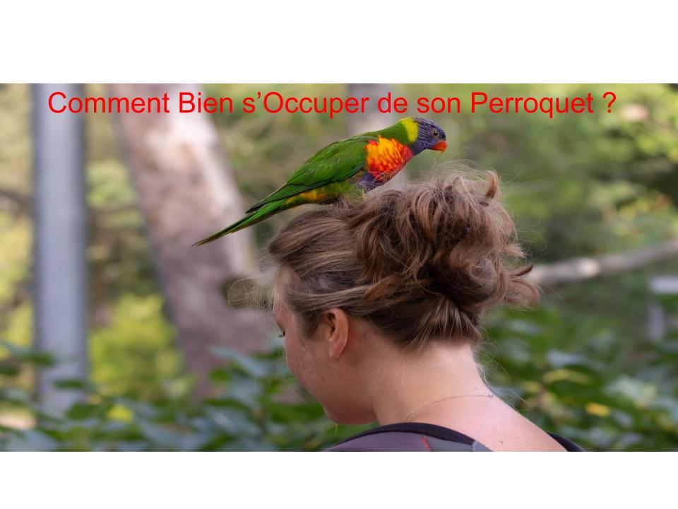 Comment Bien s'Occuper de son Perroquet