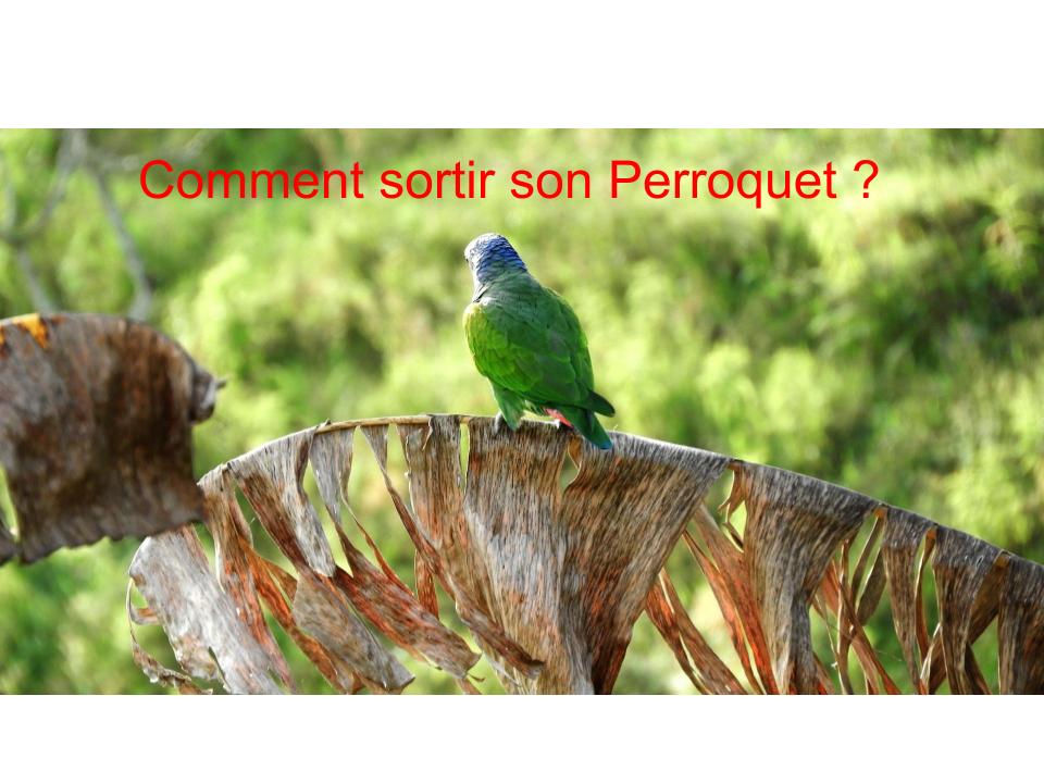 Comment sortir avec son perroquet ?