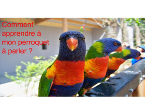 comment apprendre a un perroquet a parler