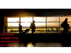 Comment voyager avec un perroquet en avion
