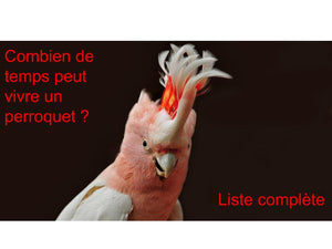 Combien de Temps Vie un Perroquet ?