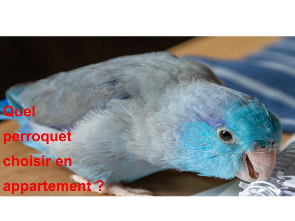 Quel Perroquet Choisir en Appartement ?