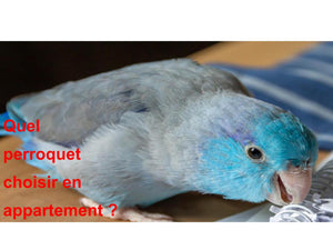 Quel Perroquet Choisir en Appartement ?