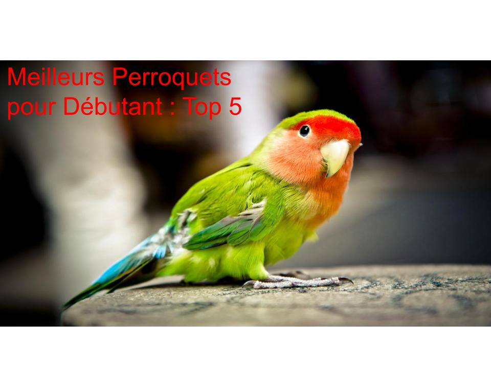 Meilleurs Perroquets pour Débutant : Top 5