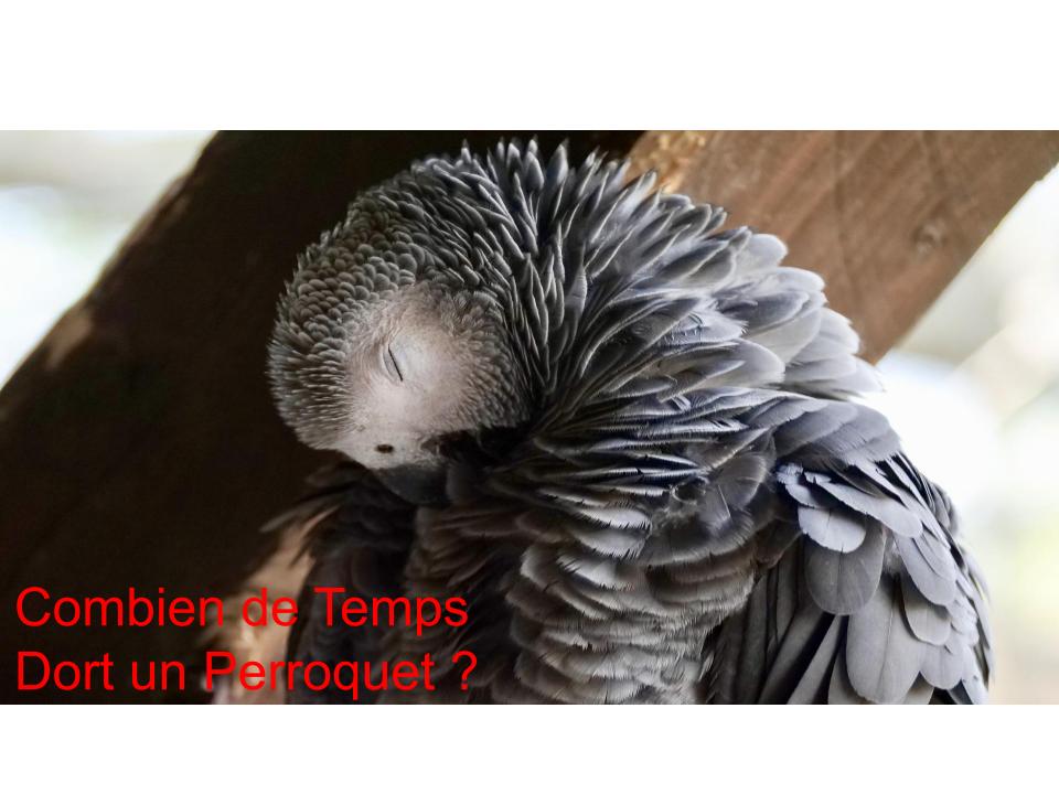 Combien de Temps Dort un Perroquet ?
