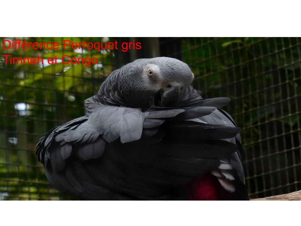 Différence entre Perroquet de Timneh et du Congo