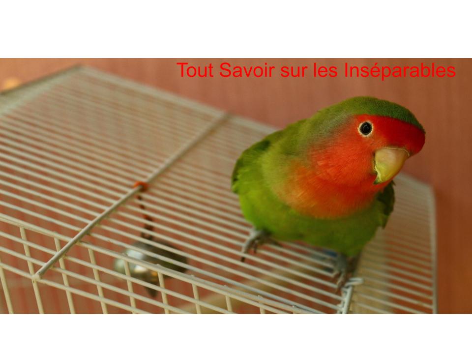 Tout Savoir sur les Perroquets Inséparables