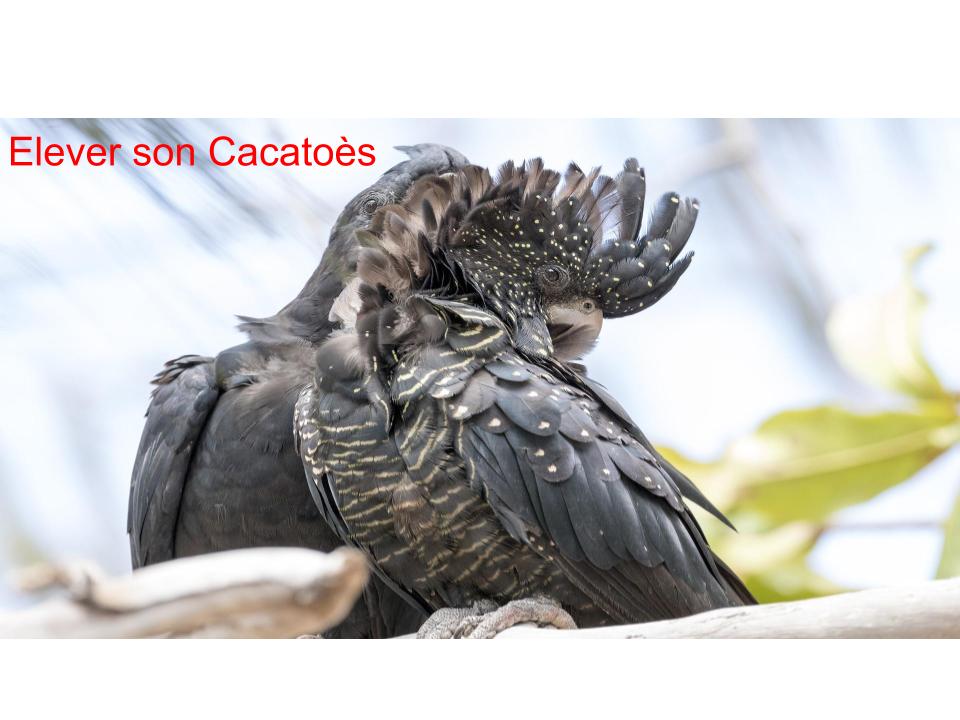 Comment Élever un Cacatoès