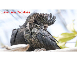 Comment Élever un Cacatoès