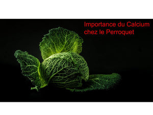 Perroquet légume calcium