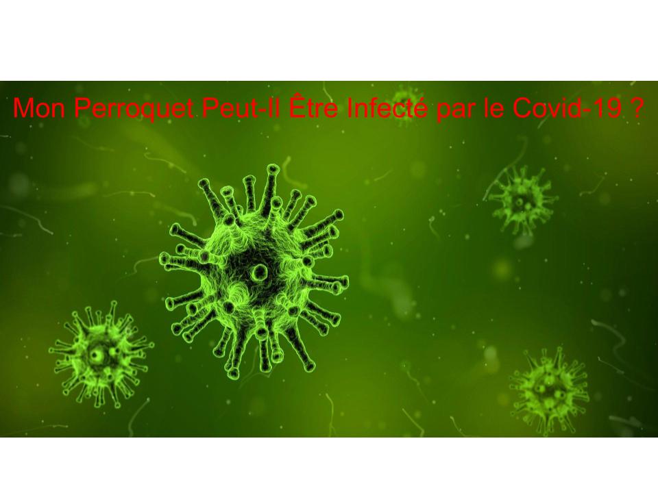 Mon Perroquet Peut-Il Être Infecté par le Covid-19 ?