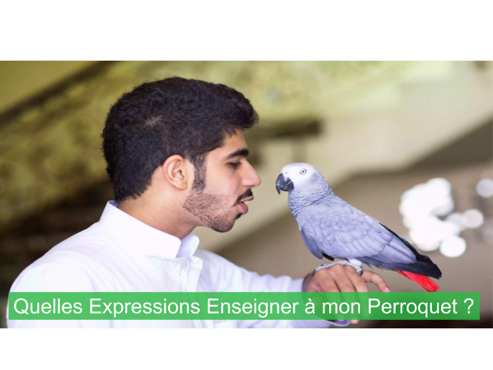 Quels Mots et Phrases Enseigner à mon Perroquet ?